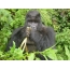Gorila makan