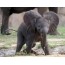 Baby elefant spiller i en pølse