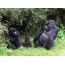 Famiglia dei gorilla