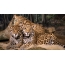 Φωτογραφίες των jaguars