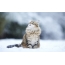 Sibirisk katt