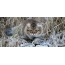 Sibirisk katt i naturen