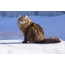 Sibirisk katt på snøen
