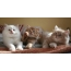 Sibīrijas kaķēni: foto