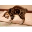 Kitten Kuril memainkan bobtail