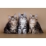 بچه گربه ها Kurilian Bobtail