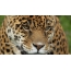 Mirada de jaguar