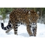 Fotos de jaguar