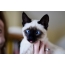 Smiješna fotografija sijamske mačke