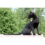 Oriental black cat