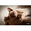 Birmas kaķis, Pamela Kingsley fotogrāfija