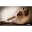 Burmese katt, bilde av Pamela Kingsley