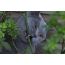 Kucing shorthair Inggris