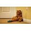 Scottish Fold mačka odmara