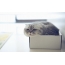 Scottish fold cat in box