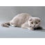 ახალგაზრდა Scottish Fold Cat