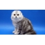 Scottish Fold kattunge