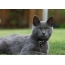 რუსული ლურჯი კატა