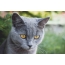 რუსული ლურჯი კატა