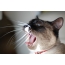 I-cat snow shu yawns