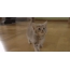 GIF картинка: кошеня манчкін