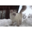 Kucing Neva Masquerade muda di atas salju