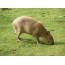 Photo capybaras