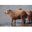 Capybaras ved vannet