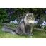 Норвеги ойн муур