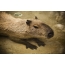Paws capybaras