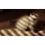 Котёнок гімалайскі кошкі афарбоўкі блю Поінт, узрост 8 тыдняў