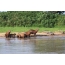 Groep capybaras