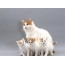 Кішка турецького вана з кошенятами