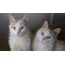 Дорослі кошенята турецького вана