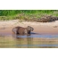 Capybara di pantai