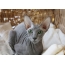 Peterbald: fotografija mačke