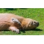 Capybara yn gorffwys