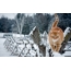 Kucing merah pergi di musim dingin di pagar