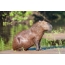 Wet capybara