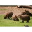 I-Capybaras