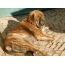 Foto Mastiff Spanyol