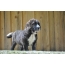 توله سگ اسپانیایی Mastiff