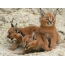 Kittens Caracal