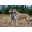 Grey ati Fawn Irish Wolfhounds