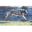 Wolfhound à Èirinn