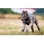 Wolfhound irlandese