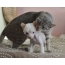 Chinese crested puppy and cat
