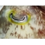 Eye of cuttlefish
