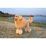 Apricot Great Poodle