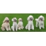 White poodles